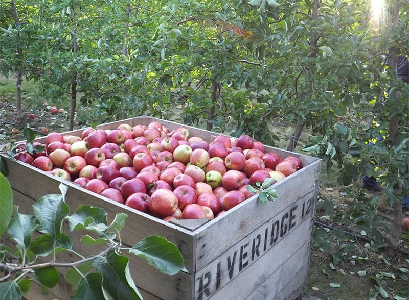 images/1681201063190Apple Australia grader.jpg